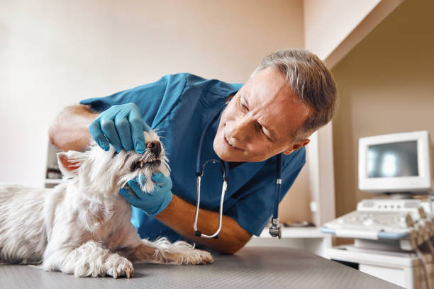 Best 24-Hour Emergency Dentist in Lake Linden, MI